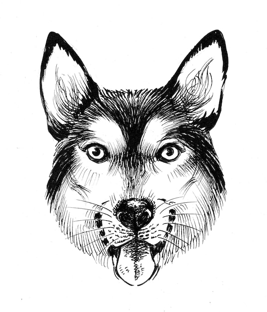 Testa di cane husky. Disegno a inchiostro in bianco e nero