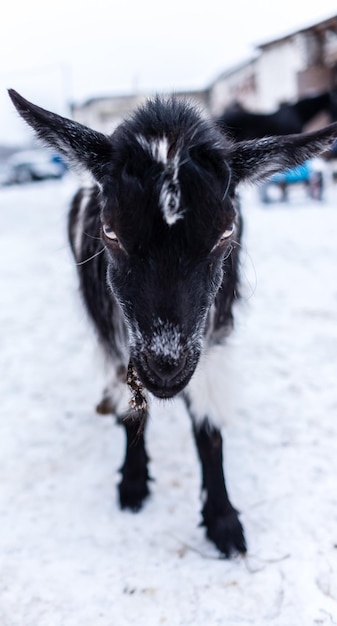 Testa di capra nera in inverno