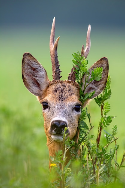 testa di capriolo buck