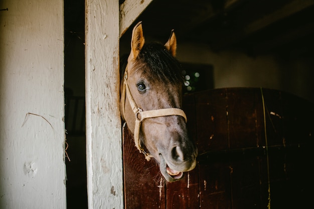 Testa di cavallo che mastica fieno