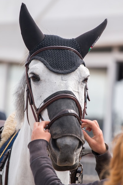 Testa di cavallo che salta