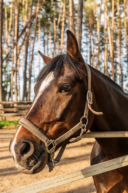 Testa di cavallo con briglia