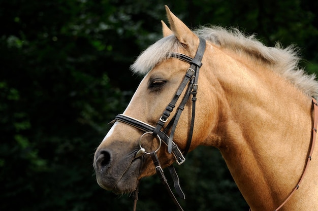 Testa di cavallo da vicino.