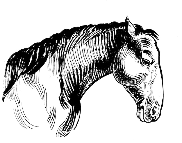 Testa di cavallo Disegno a inchiostro in bianco e nero