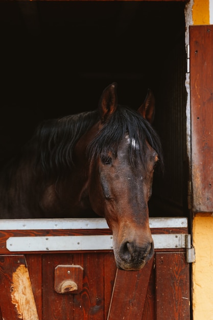 Testa di cavallo nella stalla