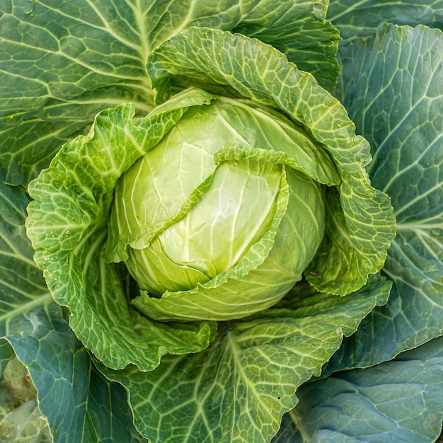 Testa di cavolo verde in giardino