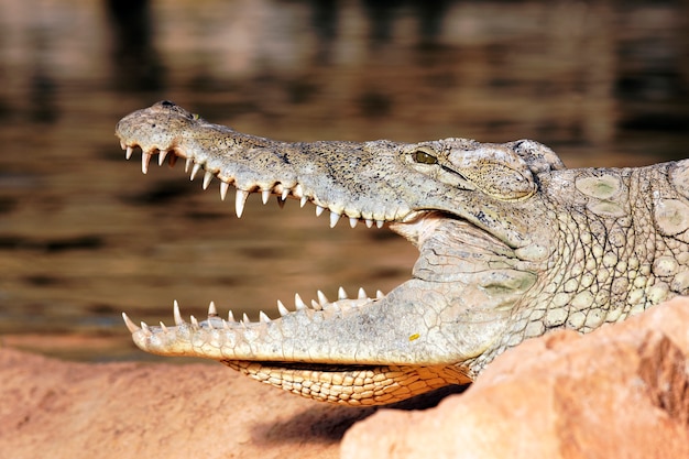 Testa di coccodrillo che riposa su una roccia con la bocca aperta