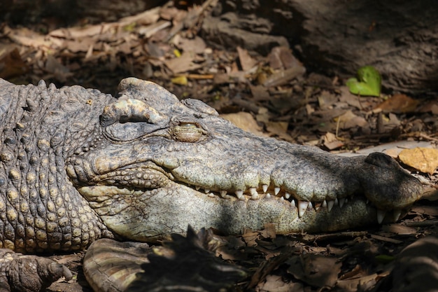 testa di coccodrillo iresting in thailandia