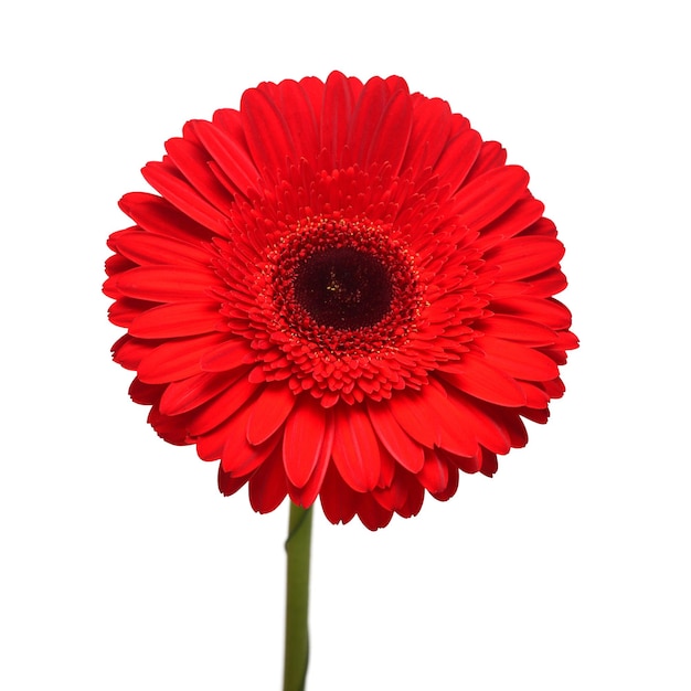 Testa di fiore di gerbera rossa isolata su sfondo bianco Vista dall'alto piatta