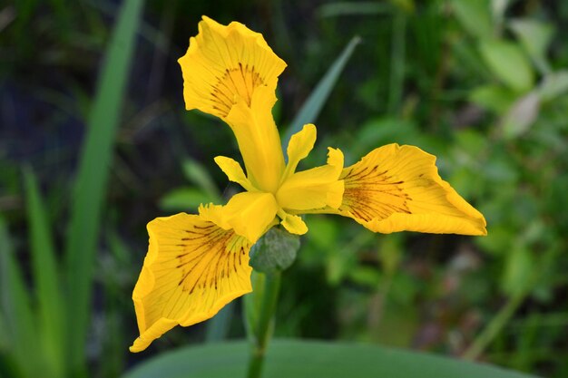 testa di fiore di iris giallo isolata da vicino