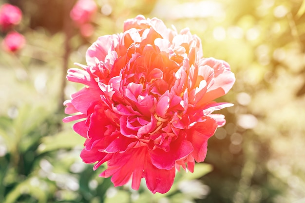 testa di fiore di peonia rosa in piena fioritura su foglie verdi ed erba sfocate