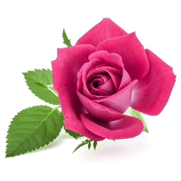 testa di fiore di rosa rosa isolata su un ritaglio di sfondo bianco
