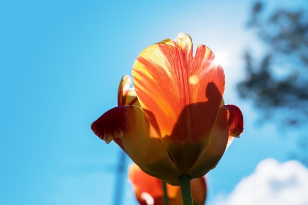 Testa di fiore di tulipano rosso sul cielo soleggiato