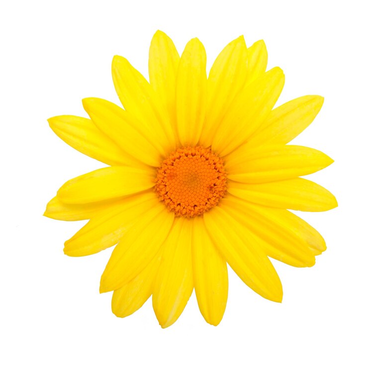 Testa di fiore in fiore di una perfetta margherita gialla su sfondo bianco in primi piani alti dettagli