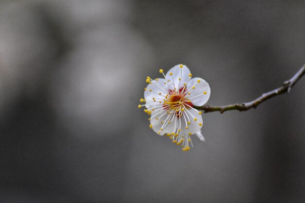 testa di fiore