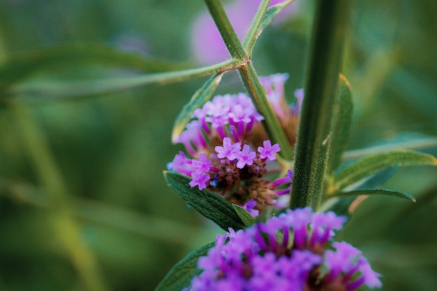 Testa di fiori viola con il bello della natura.