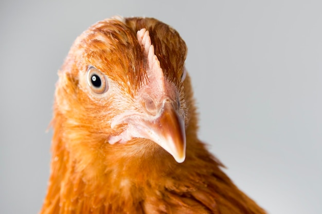 Testa di gallina rossa