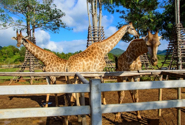 Testa di giraffa con sfondo di foreste e montagne al Parco Singha Chiangrai, nel nord della Thailandia