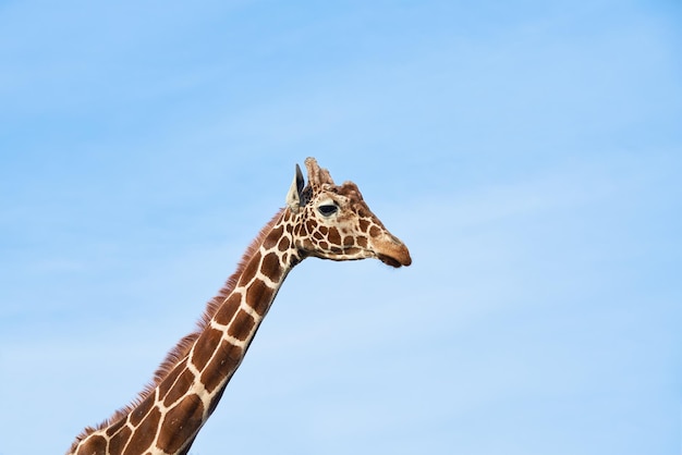 Testa di giraffa contro il cielo blu