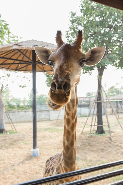 Testa di giraffa nello zoo di Sriayuthaya Lion Park messa a fuoco selettiva