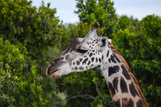 Testa di giraffe contro alberi verdi in una savana nel Masai Mara Kenya Africa