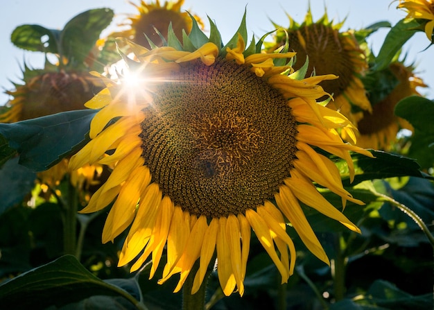 Testa di girasole al campo con raggi di sole dietro