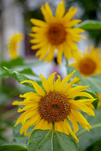 Testa di girasole del primo piano durante la giornata di sole Campo di girasoli