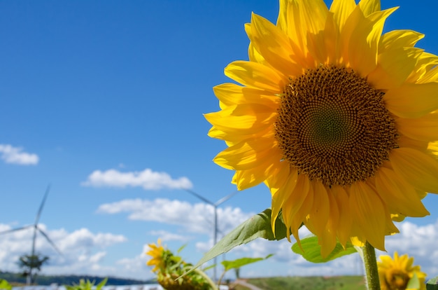 Testa di girasoli su cielo blu