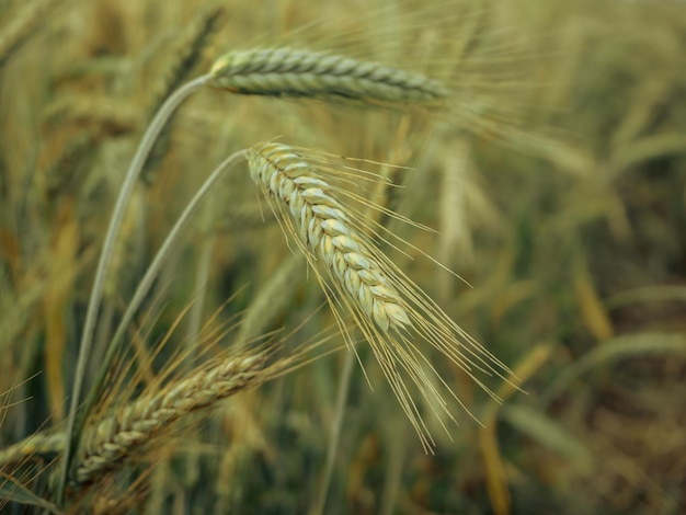 Testa di grano verde in campo agricolo coltivato fase iniziale di sviluppo delle piante agricole retro tonnellata