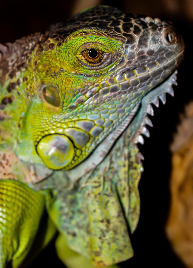 Foto testa di iguana