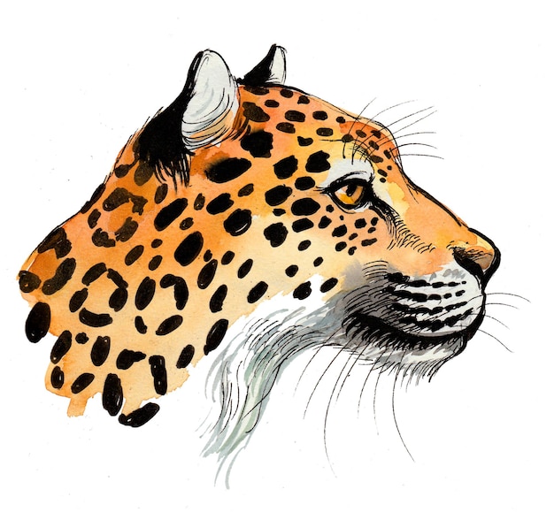 Testa di leopardo. Disegno a china e acquerello