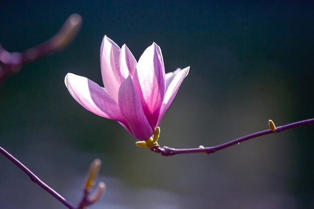 testa di magnolia in fiore botanica e fiori