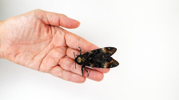 Testa di morte falena Acherontia atropos a portata di mano da vicino, sphingidae, allevamento di farfalle, lepidotteri