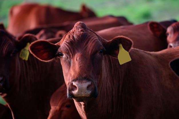 Testa di mucche dell'allevamento di mucche che pascolano sul campo