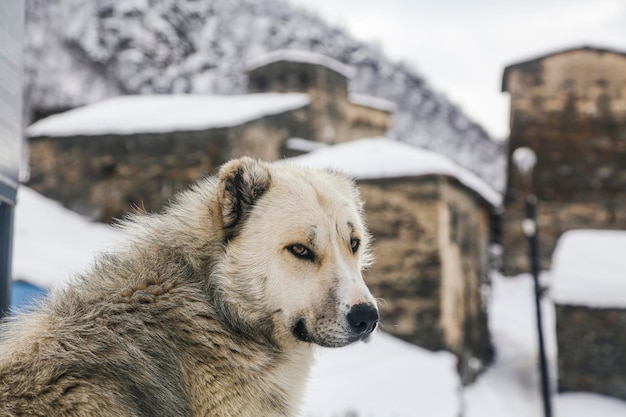 Testa di pastore caucasico cane grigio vista laterale su sfondo nevoso