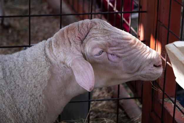 Testa di pecora da vicino Ritratto di animali da fattoria Foto Premium