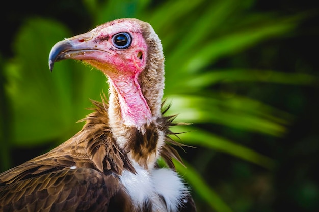 Testa di scavenger con dettaglio di avvoltoio con grande becco e sguardo intenso