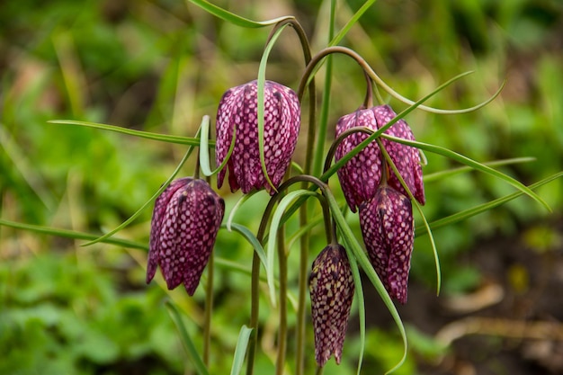 Testa di serpente fritillaria Fritillaria meleagris