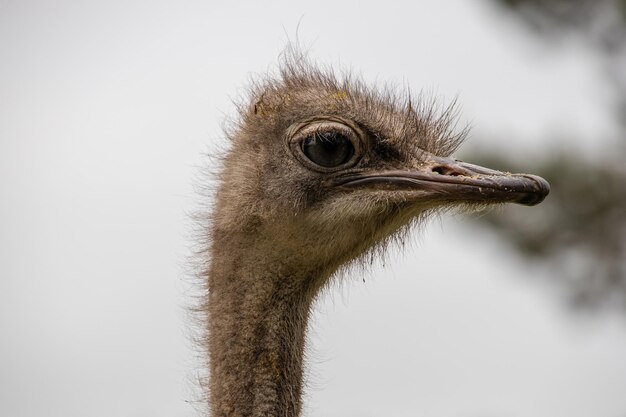 testa di struzzo in primo piano sullo sfondo della natura