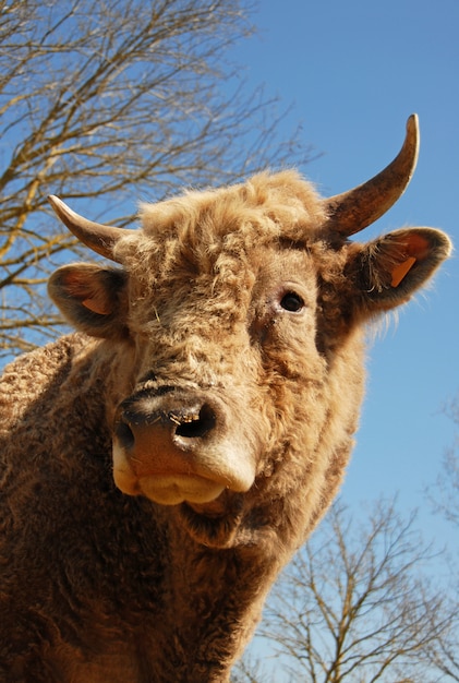 Testa di toro