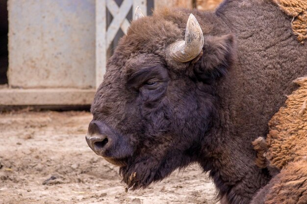 Testa di un bisonte erbivoro allo zoo