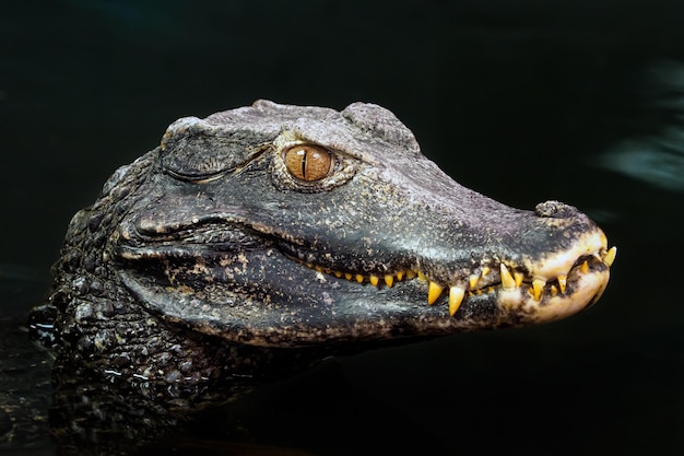 Testa di un coccodrillo Paleosuchus palpebrosus Dwarf Caiman