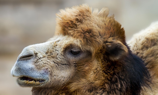 Testa di un grande cammello della casa degli animali dei mammiferi