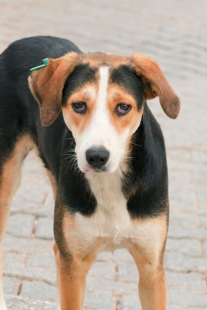 Testa di un grosso cane nero con macchie bianche e marroni in primo piano