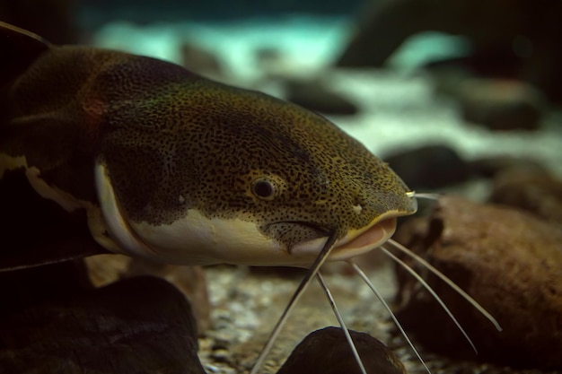 Testa di un pesce gatto in un acquario