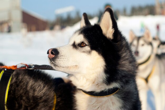 Testa di un primo piano del cane di razza Siberian Husky su uno sfondo sfocato