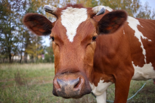 Testa di un primo piano di una mucca rossa su uno sfondo di verde