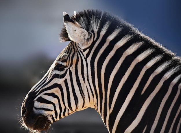 Testa di una bella zebra su sfondo blu scuro