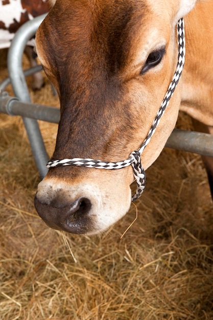 Testa di una mucca in un fienile