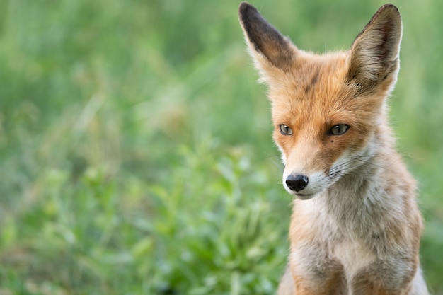 Testa di una volpe rossa Vulpes vulpes su uno sfondo verde.